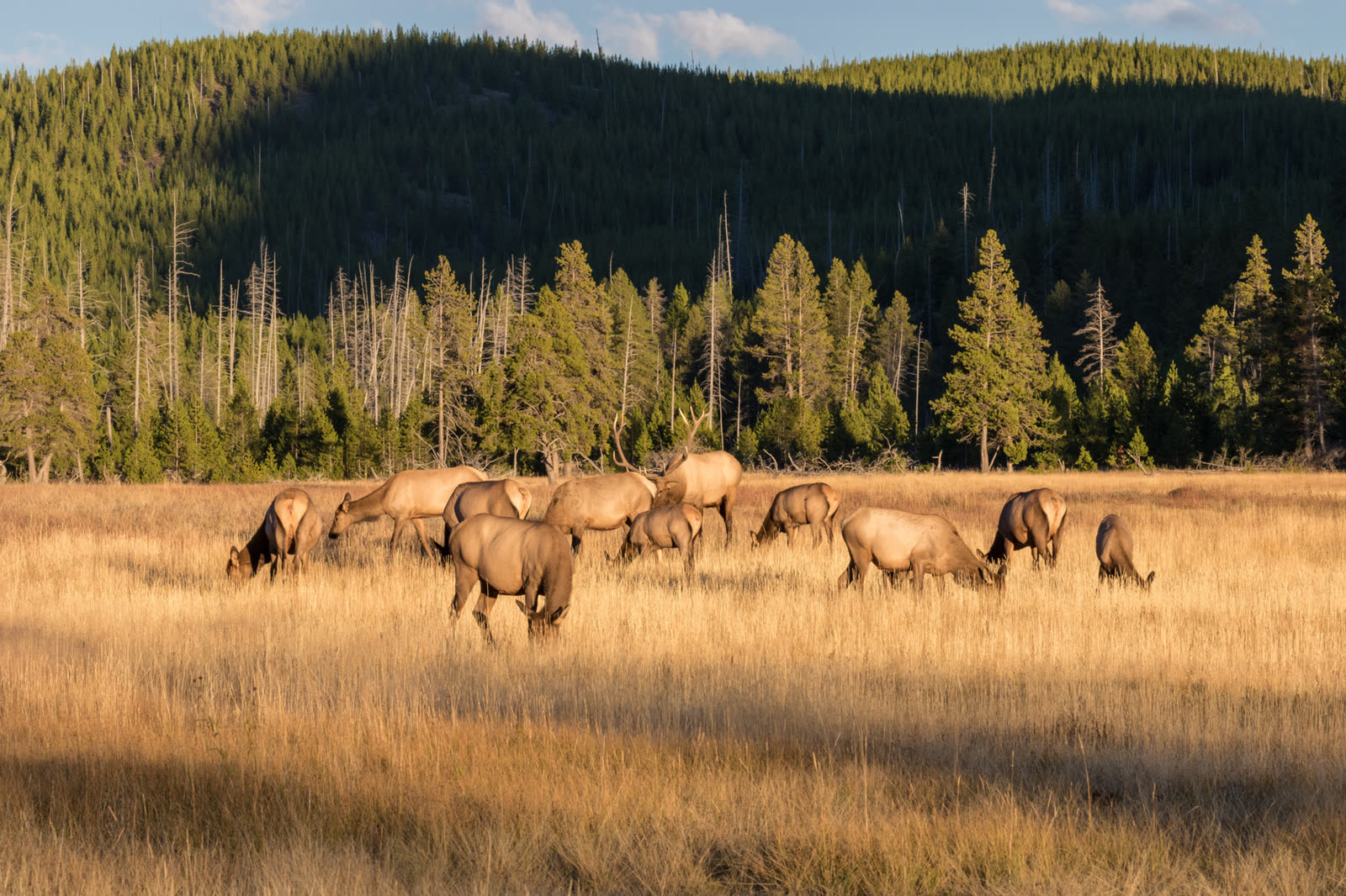 Elk herd grazing in an Inland Northwest meadow at first light