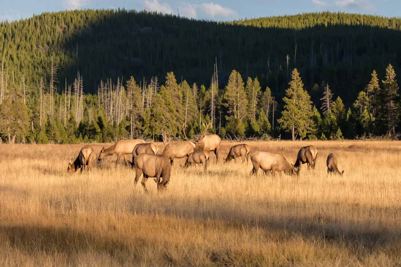 Elk herd in a meadow in the Inland Northwest